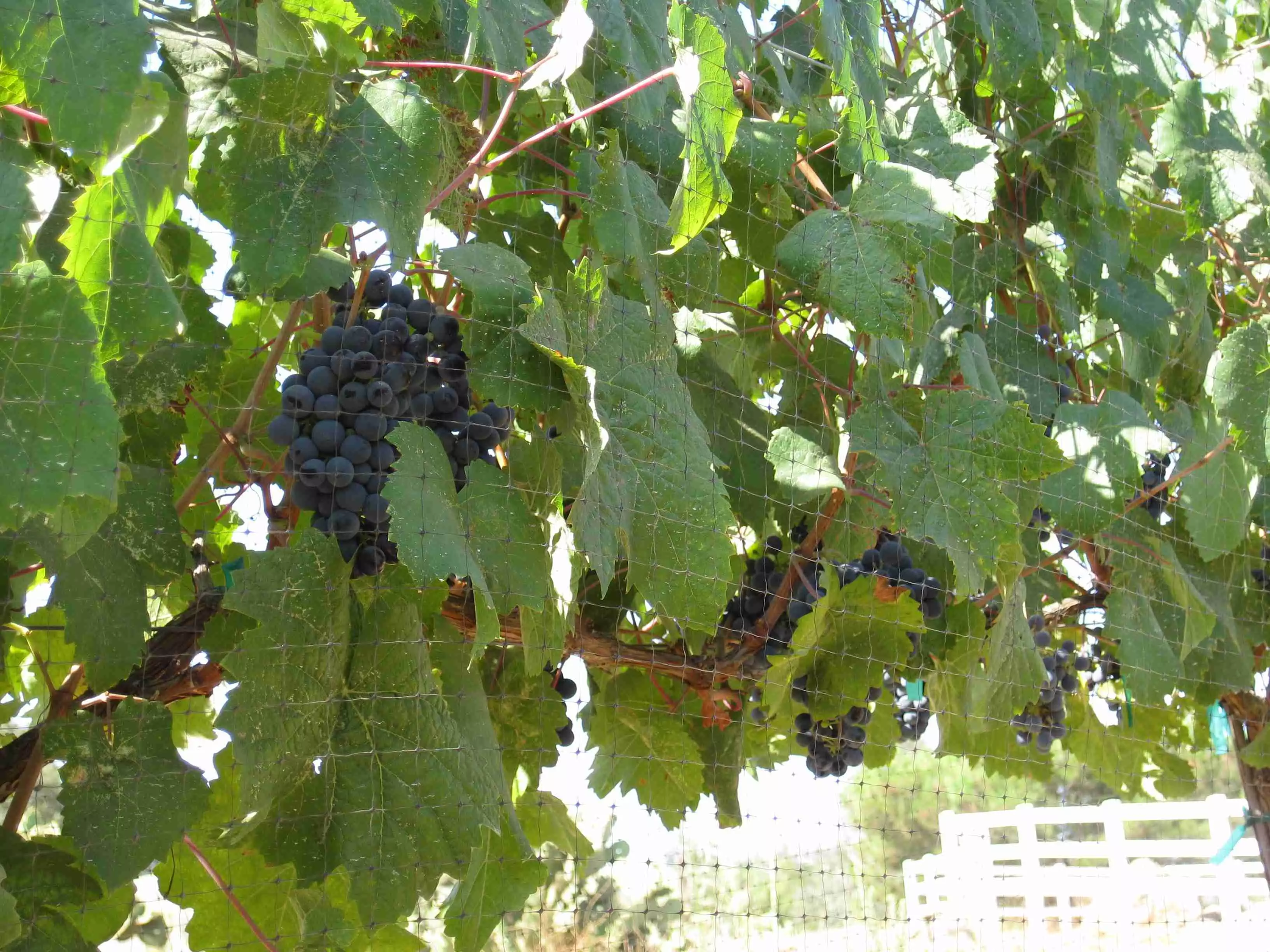 Picture of Cabernet Sauvignon Grapes