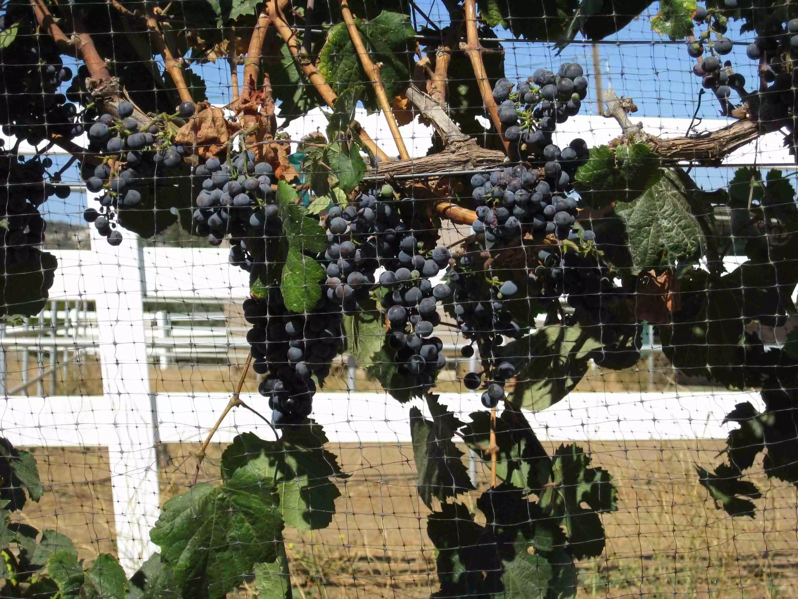 Picture of Malbec Grapes