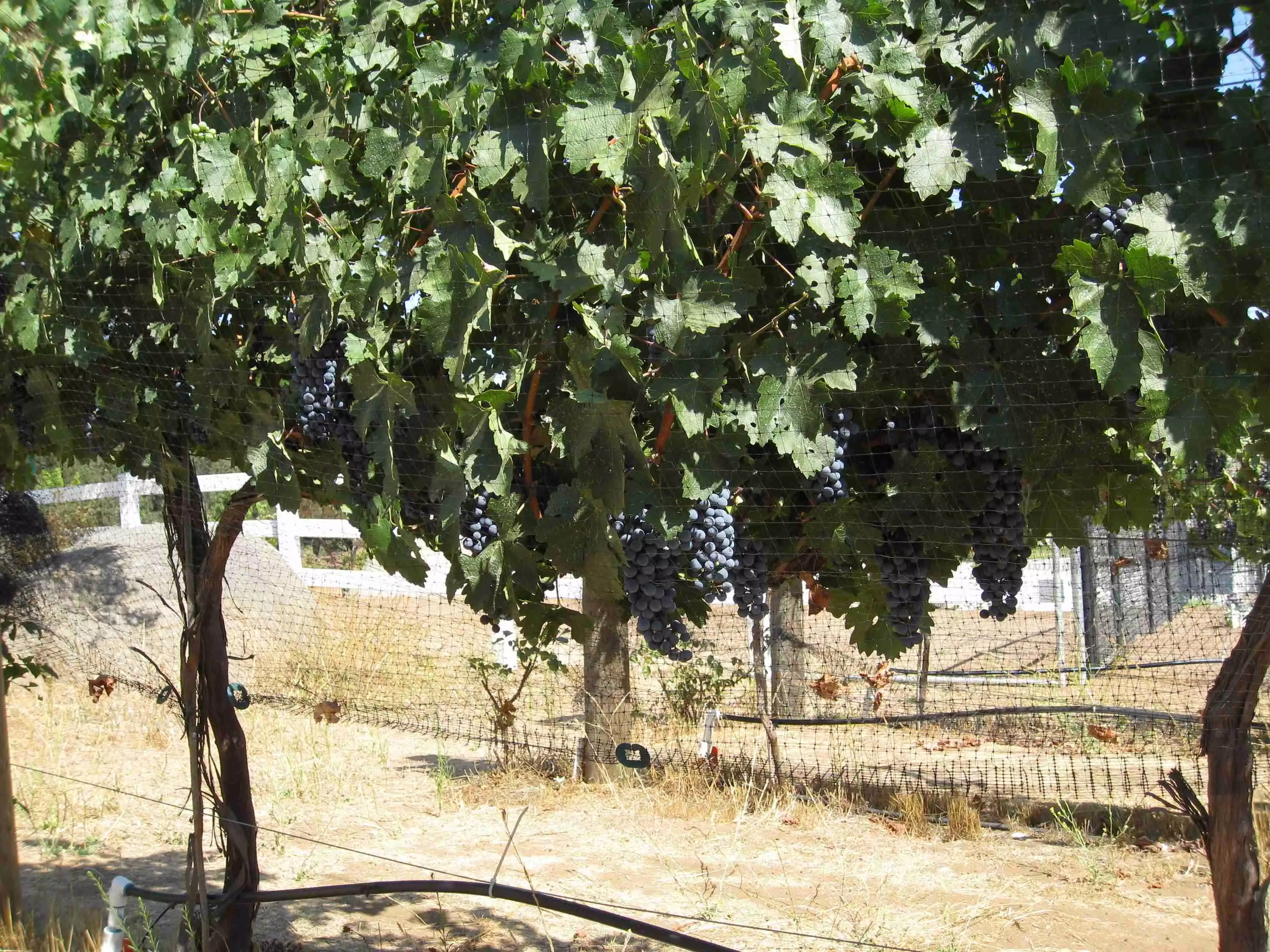 Picture of Petit Verdot Grapes