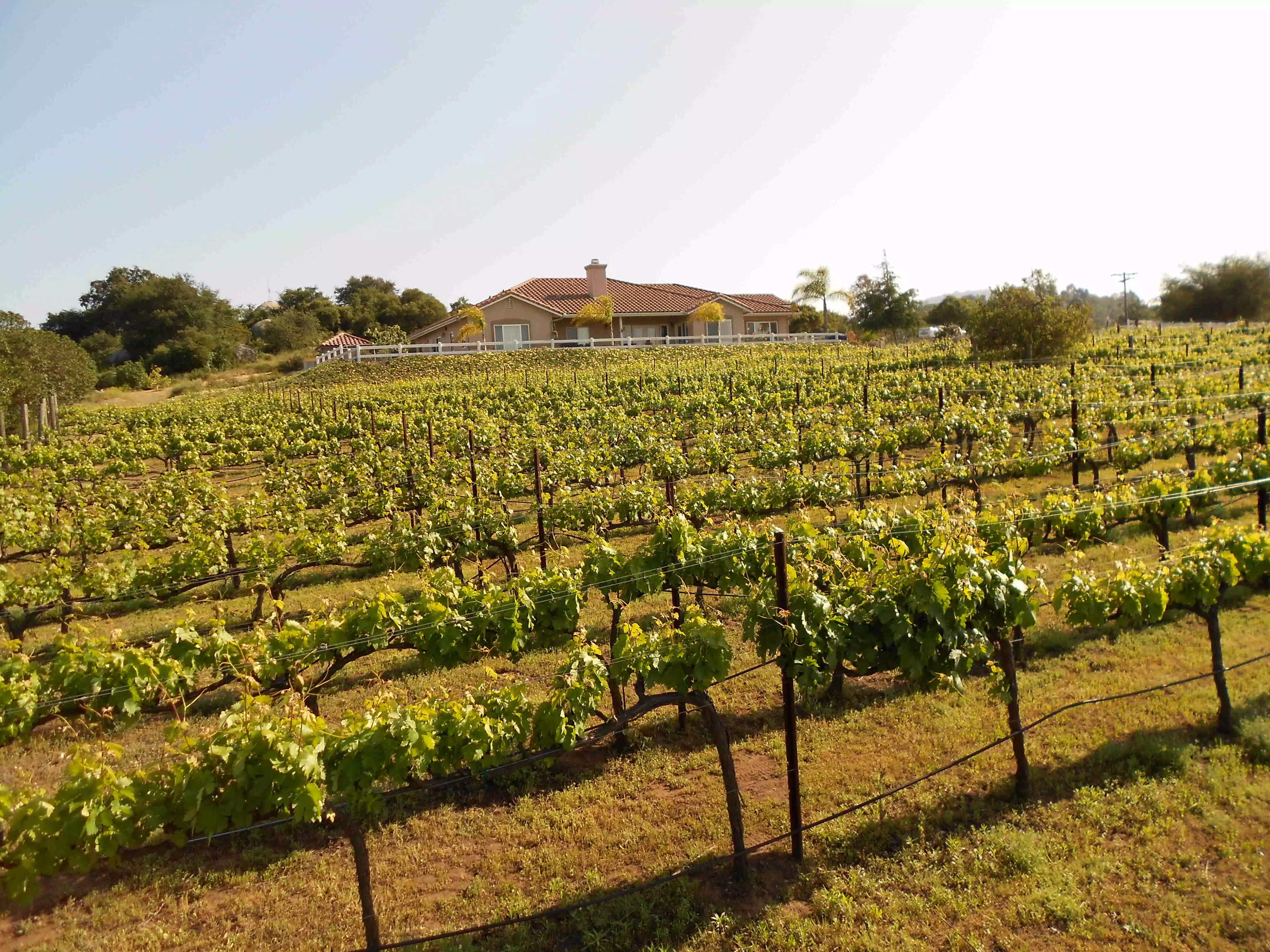Picture of Vineyard in 2010